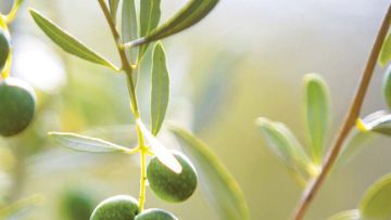 Soluções BASF para Olival 2020